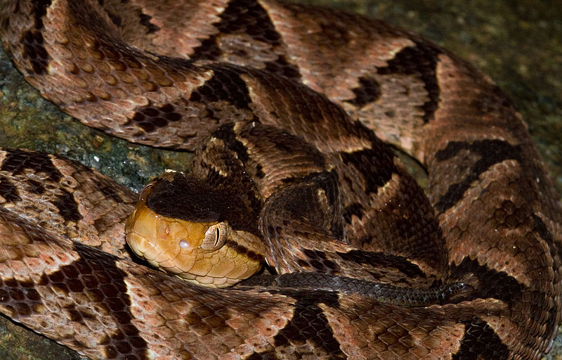 Canaries man lucky to be alive after snake bite - St. Lucia News Now